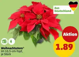 PENNY Weihnachtsstern Angebot