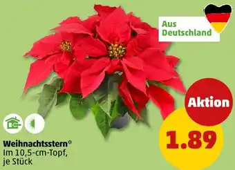 PENNY Weihnachtsstern Angebot