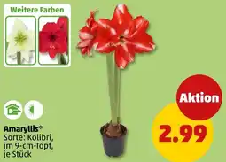 PENNY Amaryllis Angebot