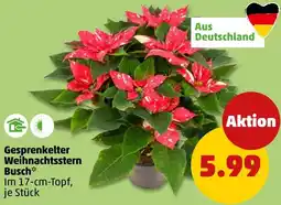 PENNY Gesprenkelter Weihnachtsstern Busch Angebot