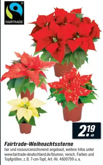 toom Baumarkt Fairtrade-Weihnachtssterne Angebot