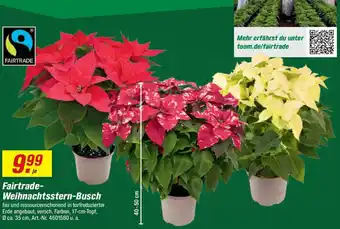 toom Baumarkt Fairtrade- Weihnachtsstern-Busch Angebot
