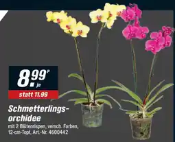 toom Baumarkt Schmetterlingsorchidee Angebot