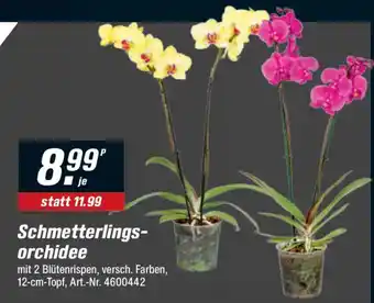 toom Baumarkt Schmetterlingsorchidee Angebot