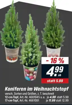 toom Baumarkt Koniferen im Weihnachtstopf Angebot