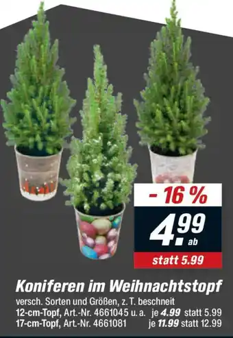 toom Baumarkt Koniferen im Weihnachtstopf Angebot
