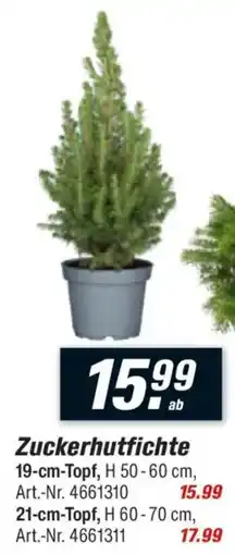 toom Baumarkt Zuckerhutfichte Angebot