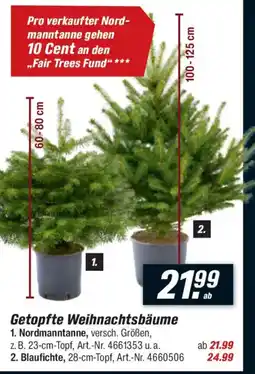 toom Baumarkt Getopfte Weihnachtsbäume Angebot
