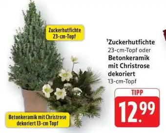 Edeka Zuckerhutfichte oder Betonkeramik mit Christrose dekoriert Angebot