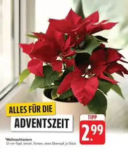 Edeka Weihnachtsstern Angebot