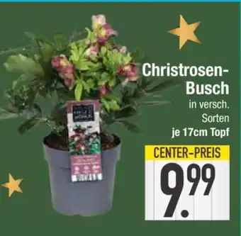 Edeka Christrosen-Busch Angebot