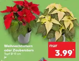 Kaufland Weihnachtsstern oder Zauberstern Angebot