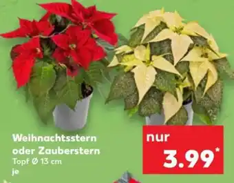 Kaufland Weihnachtsstern oder Zauberstern Angebot