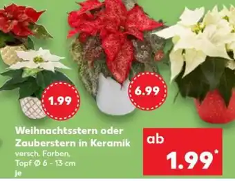 Kaufland Weihnachtsstern oder Zauberstern in Keramik Angebot