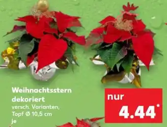 Kaufland Weihnachtsstern dekoriert Angebot