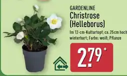 Aldi Nord GARDENLINE Christrose (Helleborus) Angebot