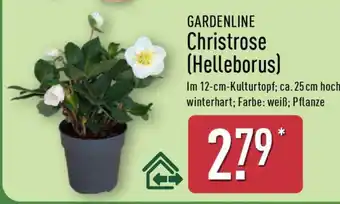 Aldi Nord GARDENLINE Christrose (Helleborus) Angebot