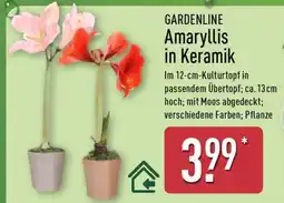 Aldi Nord GARDENLINE Amaryllis in Keramik Angebot