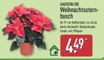 Aldi Nord GARDENLINE Weihnachtssternbusch Angebot