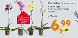 Globus Baumarkt Orchidee (Phalaenopsis) Angebot