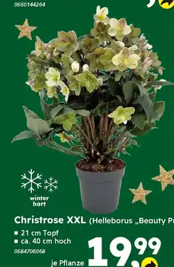 Globus Baumarkt Christrose XXL (Helleborus „,Beauty Princess") Angebot