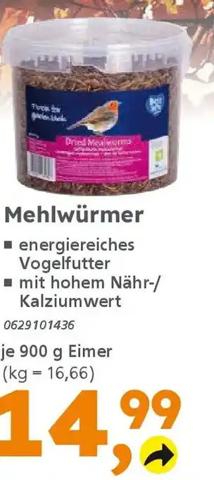 Globus Baumarkt Mehlwürmer Angebot