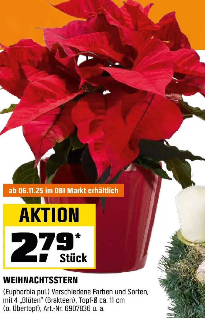 Weihnachtsstern Angebot bei OBI