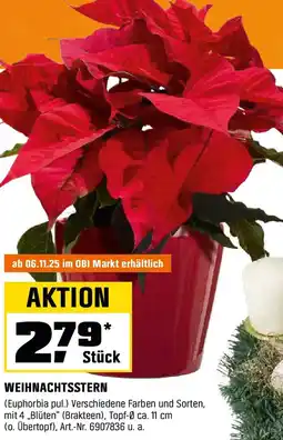 OBI Weihnachtsstern Angebot