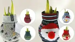 BayWa Gewachste Amaryllis Angebot