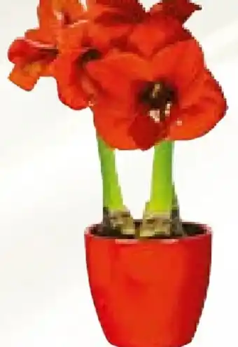 BayWa Amaryllis Angebot