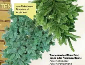 BayWa Tannenzweige Blaue Edeltanne Angebot
