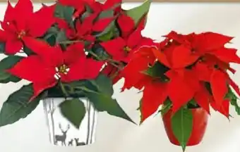 BayWa Weihnachtsstern Angebot