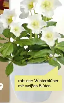 BayWa Christrose Christmas Carol Angebot