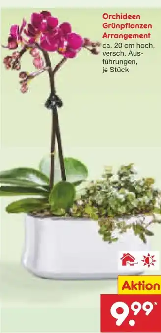 Netto Marken-Discount Orchideen Angebot