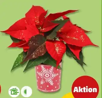 PENNY Mini-Weihnachtssterne Angebot