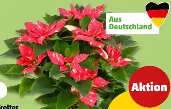 PENNY Gesprenkelter Weihnachtssternbusch Angebot
