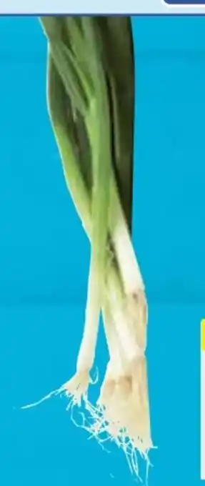 E-Center Lauchzwiebeln Angebot