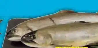 E-Center Saiblinge Angebot