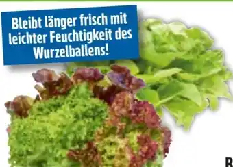 Edeka Ballensalat Trio Mix Angebot