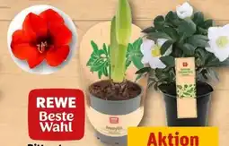 REWE Center Rewe Beste Wahl Ritterstern Angebot