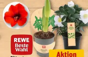 REWE Center Rewe Beste Wahl Ritterstern Angebot