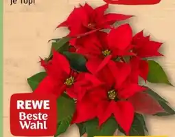 REWE Center Rewe Beste Wahl Weihnachtsstern Angebot