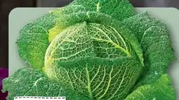 REWE Rewe Regional Wirsing Angebot