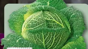 REWE Rewe Regional Wirsing Angebot