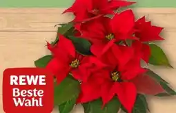 REWE Rewe Beste Wahl Weihnachtsstern Angebot
