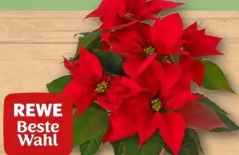 REWE Rewe Beste Wahl Weihnachtsstern Angebot