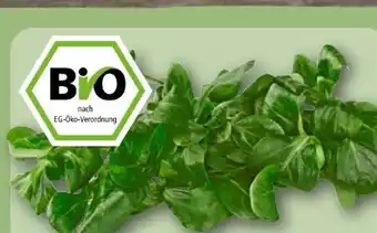 REWE Rewe Bio Feldsalat Angebot
