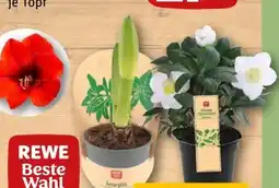 REWE Rewe Beste Wahl Ritterstern Angebot