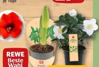REWE Rewe Beste Wahl Ritterstern Angebot