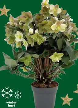 Globus Baumarkt XXL-Christrose Angebot